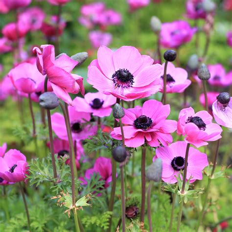 anemone .